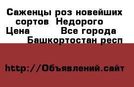 Саженцы роз новейших сортов. Недорого. › Цена ­ 350 - Все города  »    . Башкортостан респ.